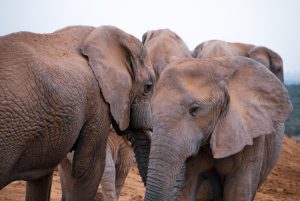Money Laundering Within the Illegal Wildlife Trade: Why It Concerns Everyone and How Fintech Companies Can Avoid Participation, image Money Laundering Within the Illegal Wildlife Trade: Why It Concerns Everyone and How Fintech Companies Can Avoid Participation